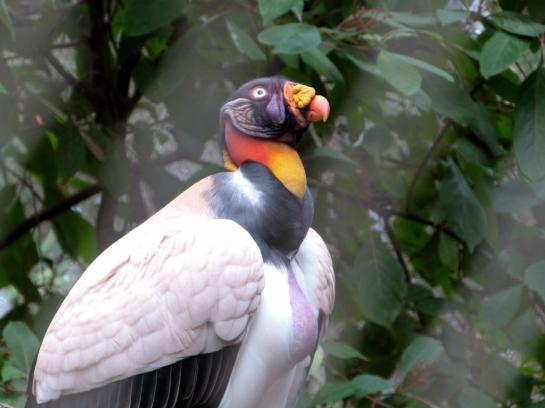 King Vulture Brevard Zoo 120913 by Lee