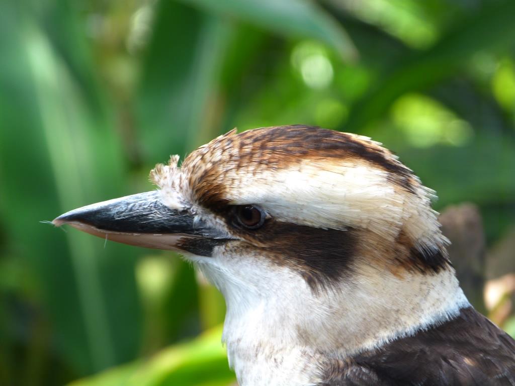 Laughing Kookabura Brevard Zoo by Lee