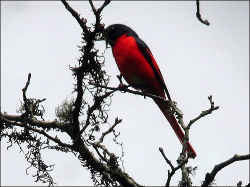 Long-tailed Minivet ©©Bing