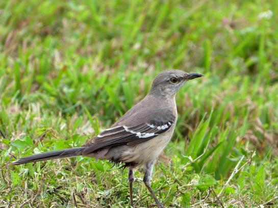Northern Mockingbird Viera Wetlands