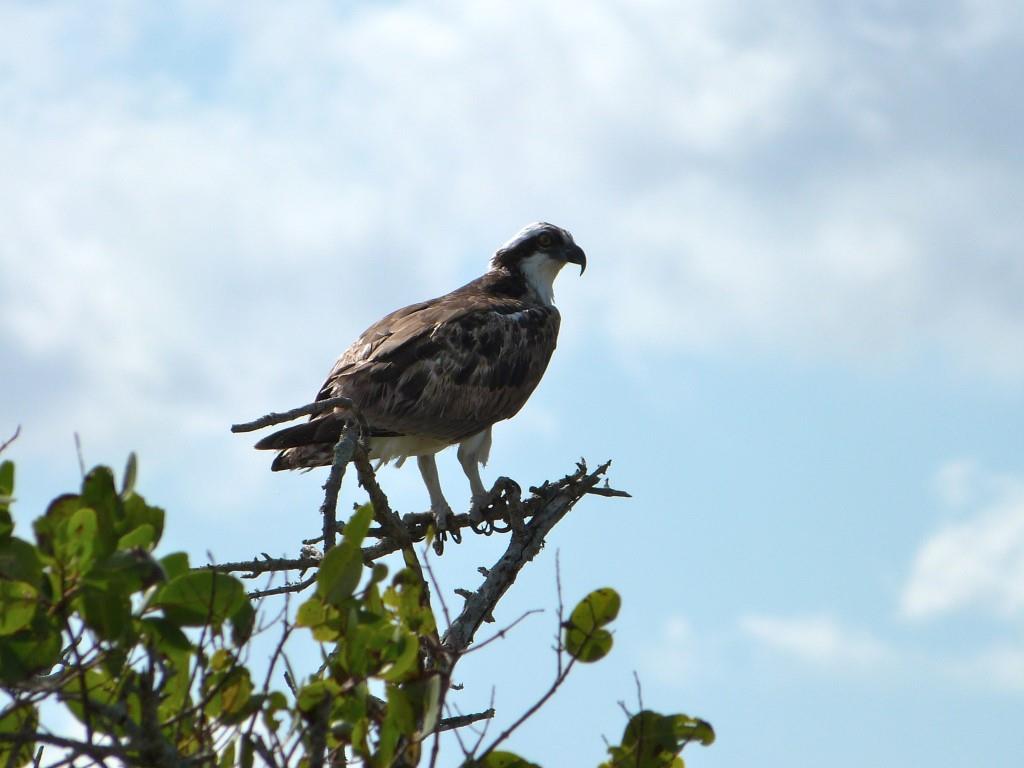 Osprey MINWR Black Pt Drv by Lee 12-10-13