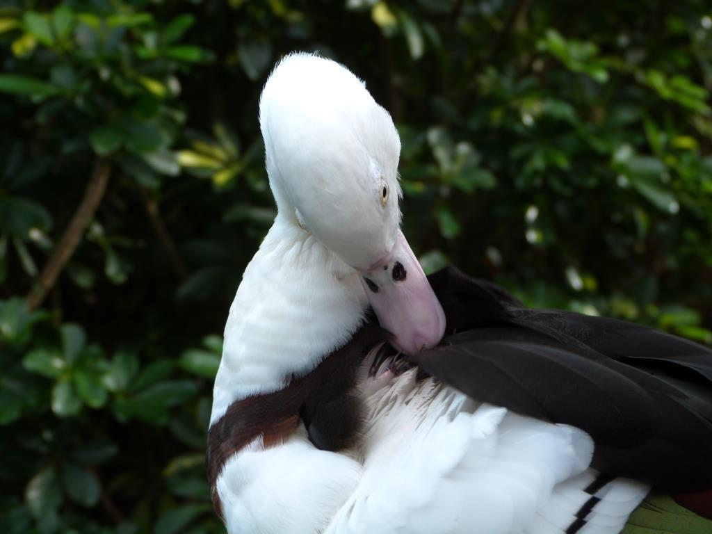 Radjah Duck Brevard Zoo by Lee