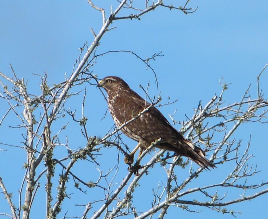 Red-shouldered Hawk Immature MINWR Black Pt Drv by Lee - crop