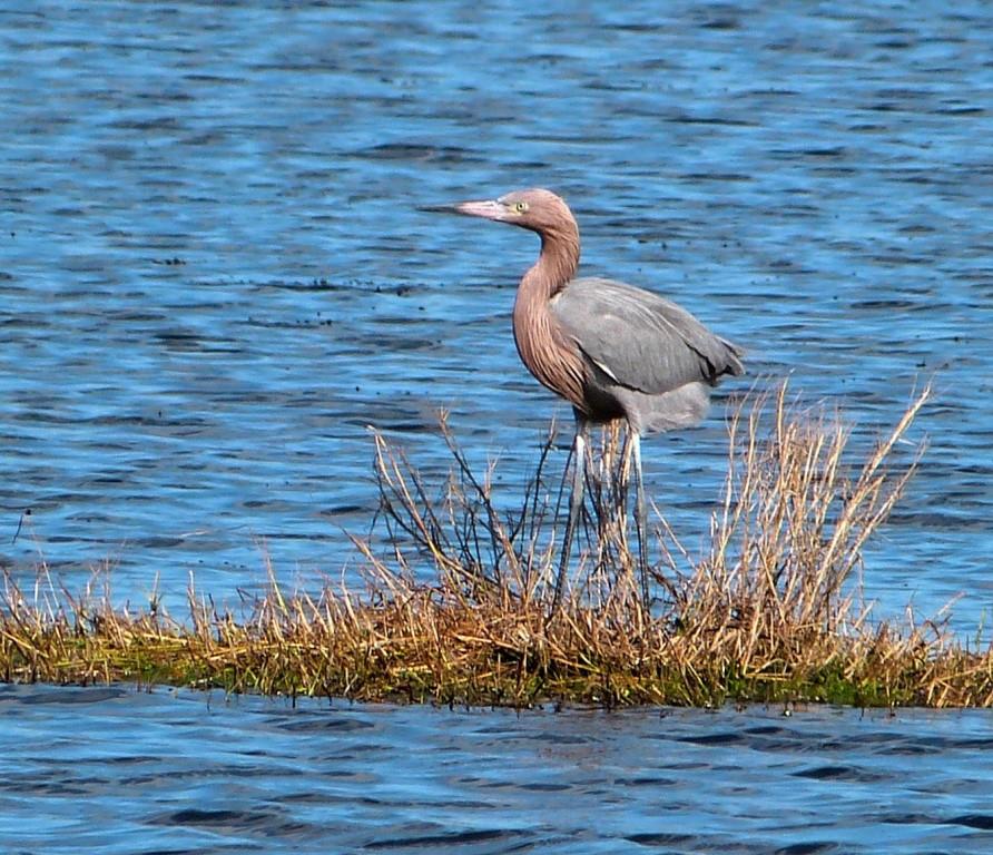 Reddish Egret MINWR Black Pt Drv by Lee crop