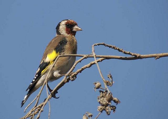 Red-billed Leiothrix (Leiothrix lutea) ©©Bing