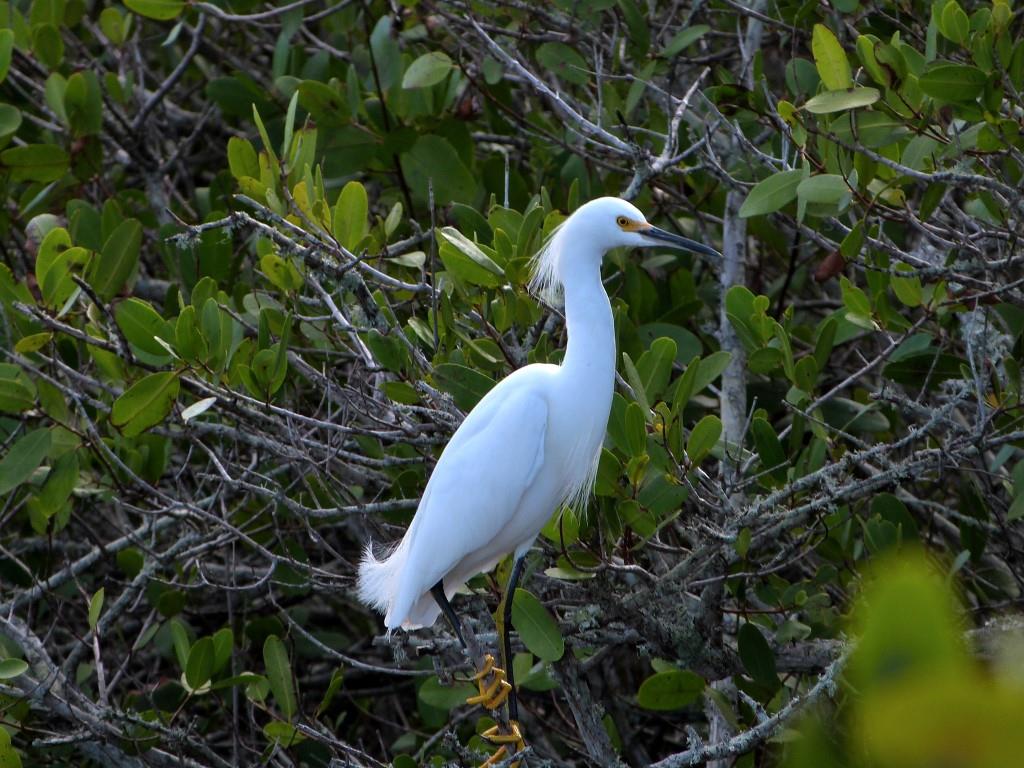 Snowy Egret MINWR Black Pt Drv by Lee