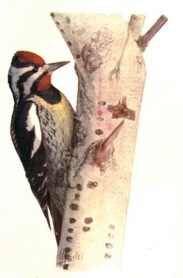 Yellow Bellied Woodpecker