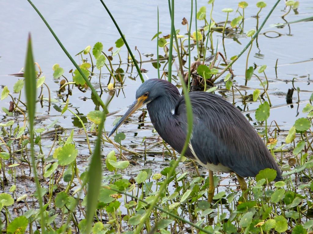 Tricolored Heron Viera Wetlands by Lee