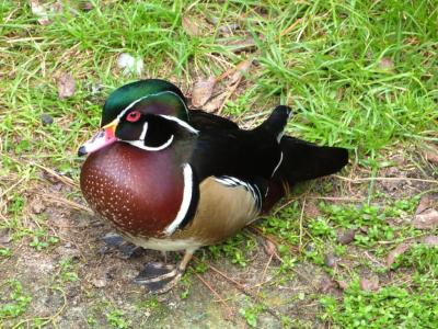 Wood Duck Brevard Zoo