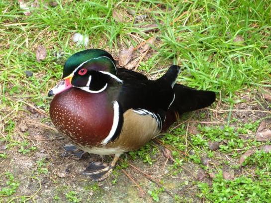 Wood Duck Brevard Zoo