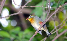Birdwatching the National Aviary –&nbsp;Grasslands
