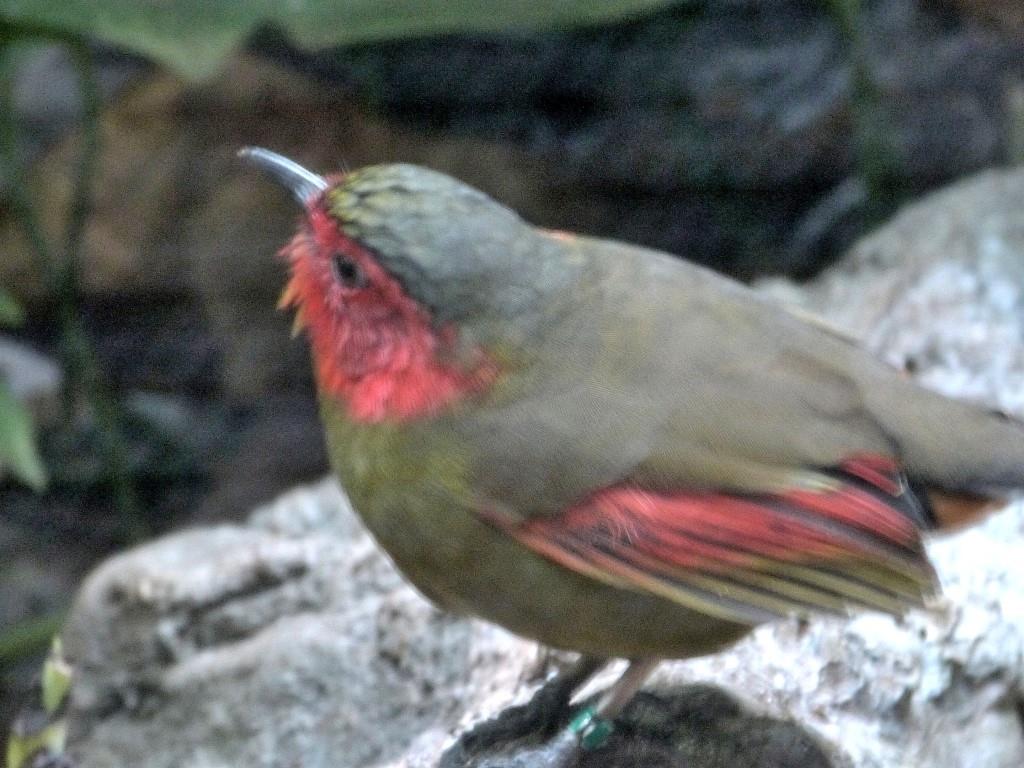 Red-faced Liocichla (Liocichla phoenicea) Proof shot by Lee Riverbanks Zoo