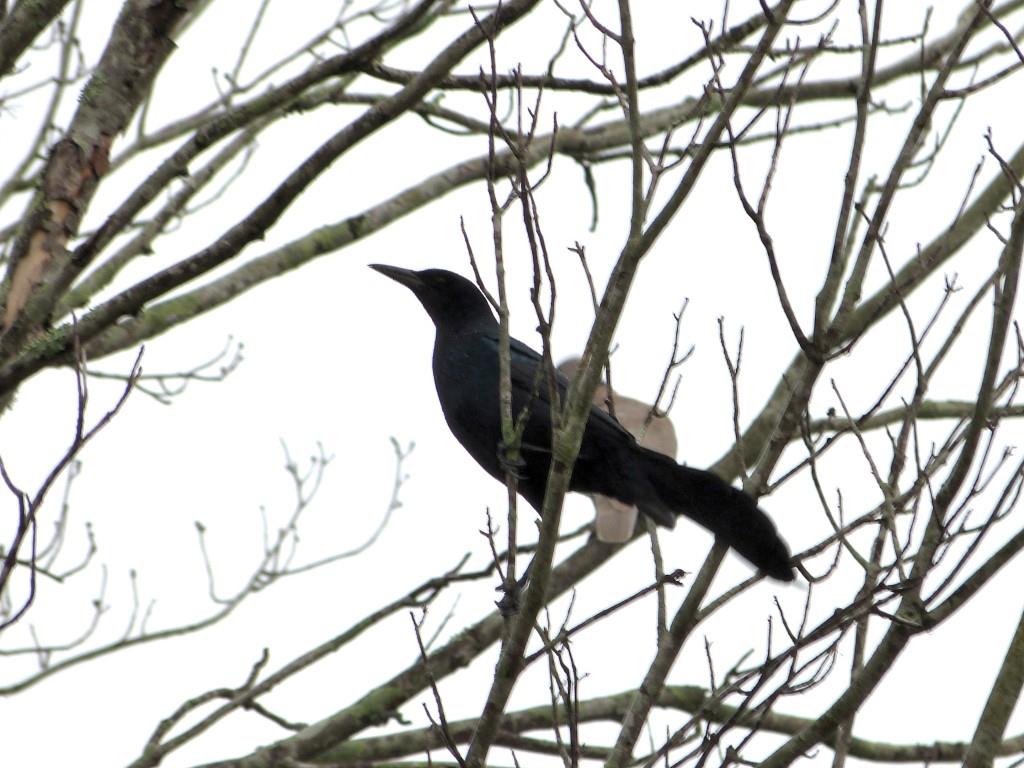 Boat-tailed Grackle (Quiscalus major) 2nd Bird of 2014 by Lee