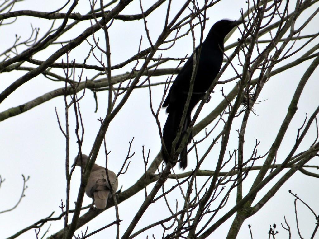 Boat-tailed Grackle (Quiscalus major) and 70 Eurasian Collared Dove (Streptopelia decaocto)2nd and 3rd Birds of 2014 by Lee