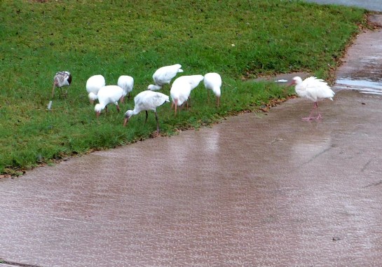 American White Ibis (Eudocimus albus) 1st Birds of 2014 by Lee cropped