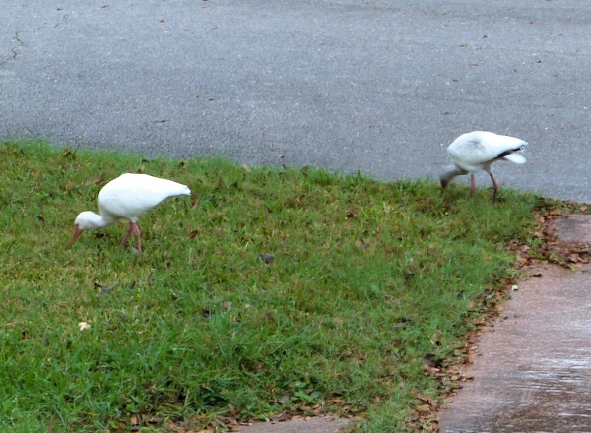 American White Ibis (Eudocimus albus) 1st Birds of 2014 by Lee