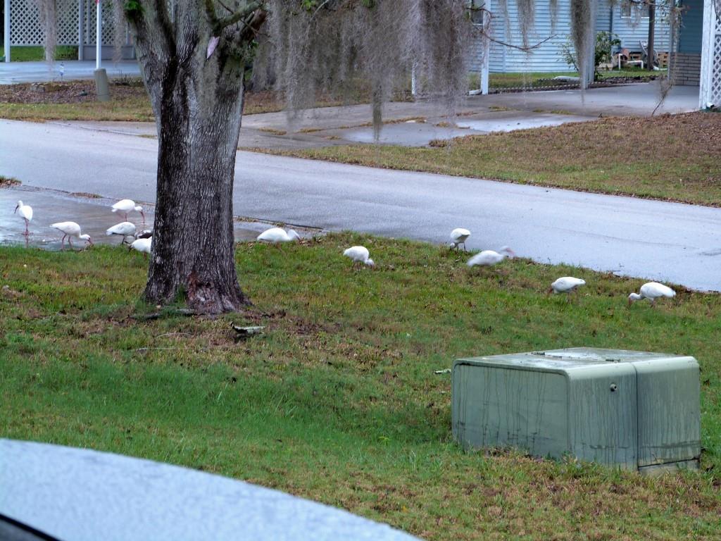 American White Ibis (Eudocimus albus) 1st Birds of 2014 by Lee