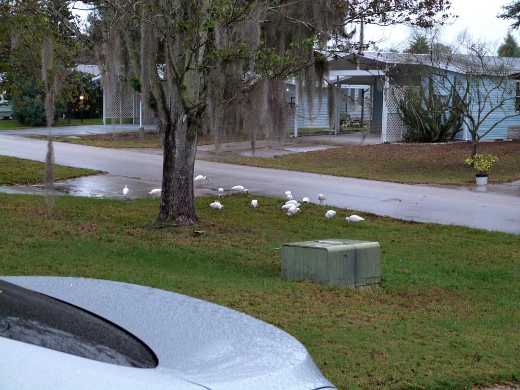 American White Ibis (Eudocimus albus) 1st Birds of 2014 by Lee -Thought they were leaving