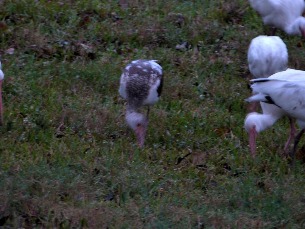 American White Ibis (Eudocimus albus) Juvenile 1st Birds of 2014 by Lee