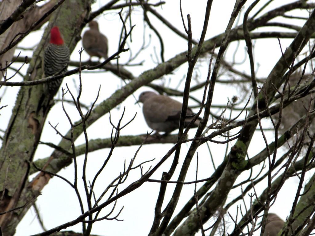 Eurasian Collared Dove (Streptopelia decaocto) 108 Red-bellied Woodpecker (Melanerpes carolinus) 3rd and 4th Birds of 2014 by Lee