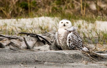 Snowy Owl (Bubo scandiacus) Female in Florida 2013-2014 ©©minds-eye