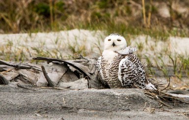 Snowy Owl (Bubo scandiacus) Female in Florida 2013-2014 ©©minds-eye