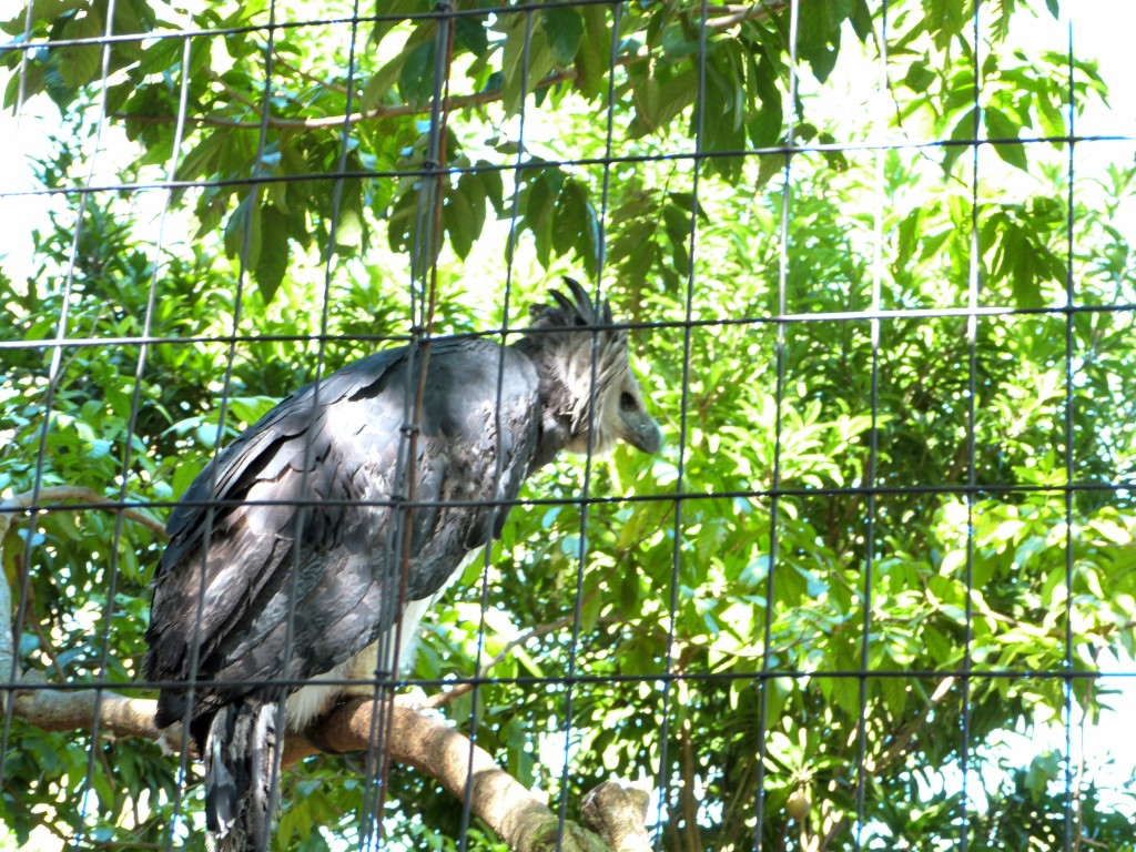 Harpy Eagle (Harpia harpyja) by Lee at ZM 2014