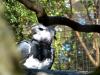 Harpy Eagle (Harpia harpyja) by Lee at Zoo Miami