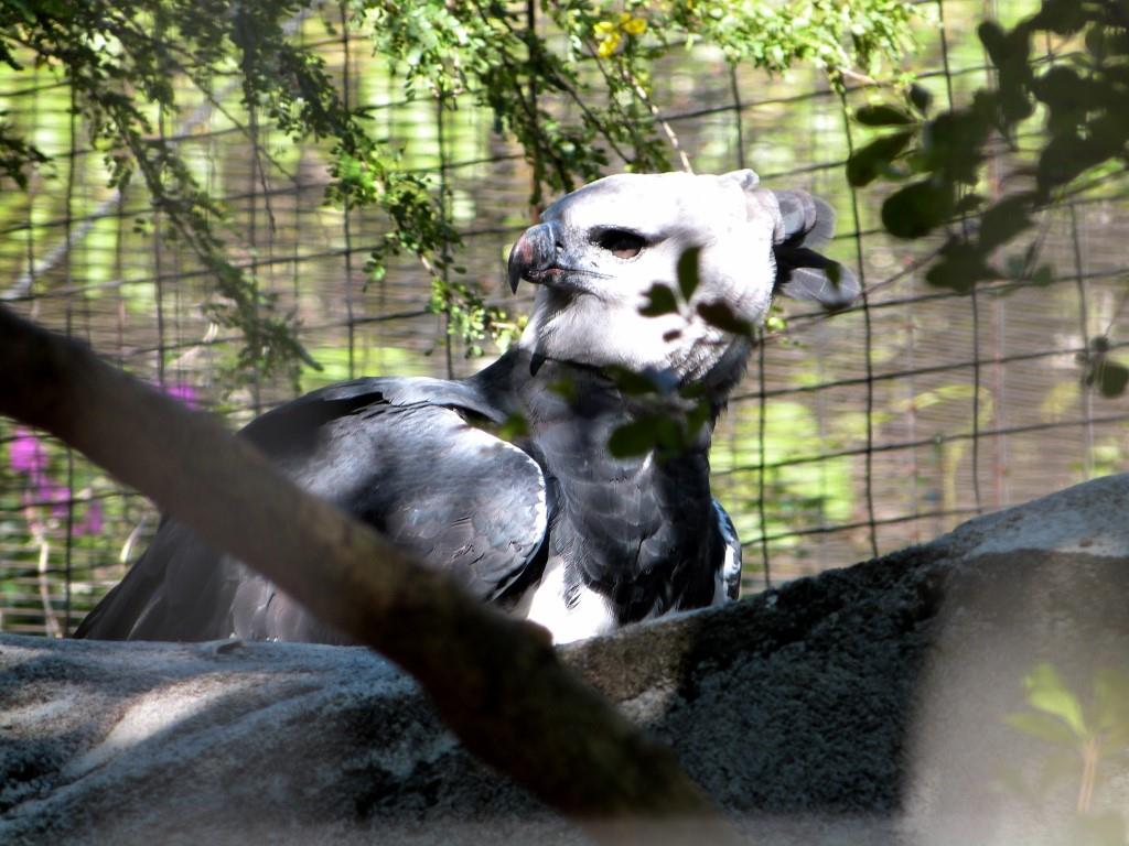 Harpy Eagle (Harpia harpyja) by Lee at Zoo Miami 2014