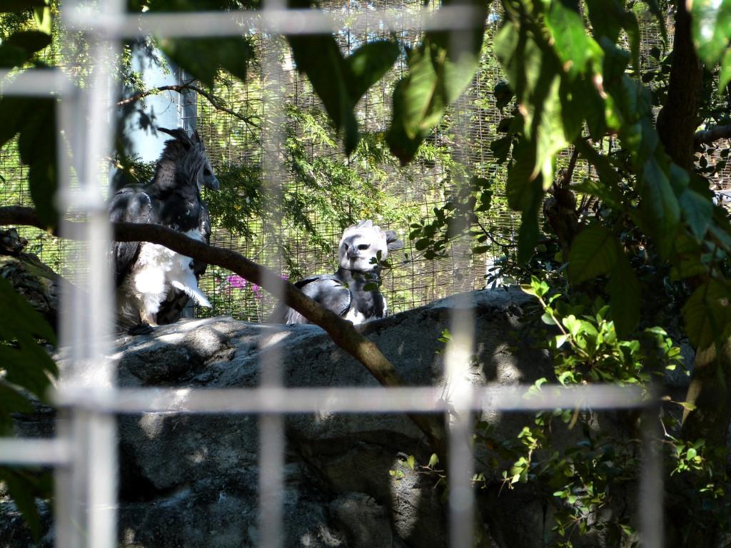 Harpy Eagle (Harpia harpyja) by Lee at Zoo Miami 2014