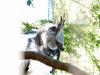 Harpy Eagle (Harpia harpyja) by Lee at Zoo Miami 2014