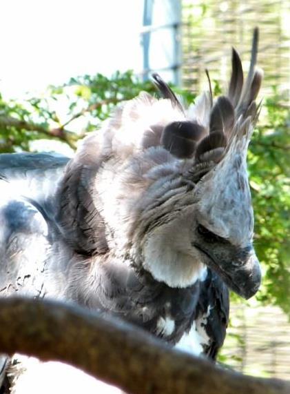 Harpy Eagle (Harpia harpyja) by Lee at Zoo Miami 2014 crop