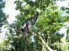 Harpy Eagle (Harpia harpyja) by Lee at Zoo Miami 2014