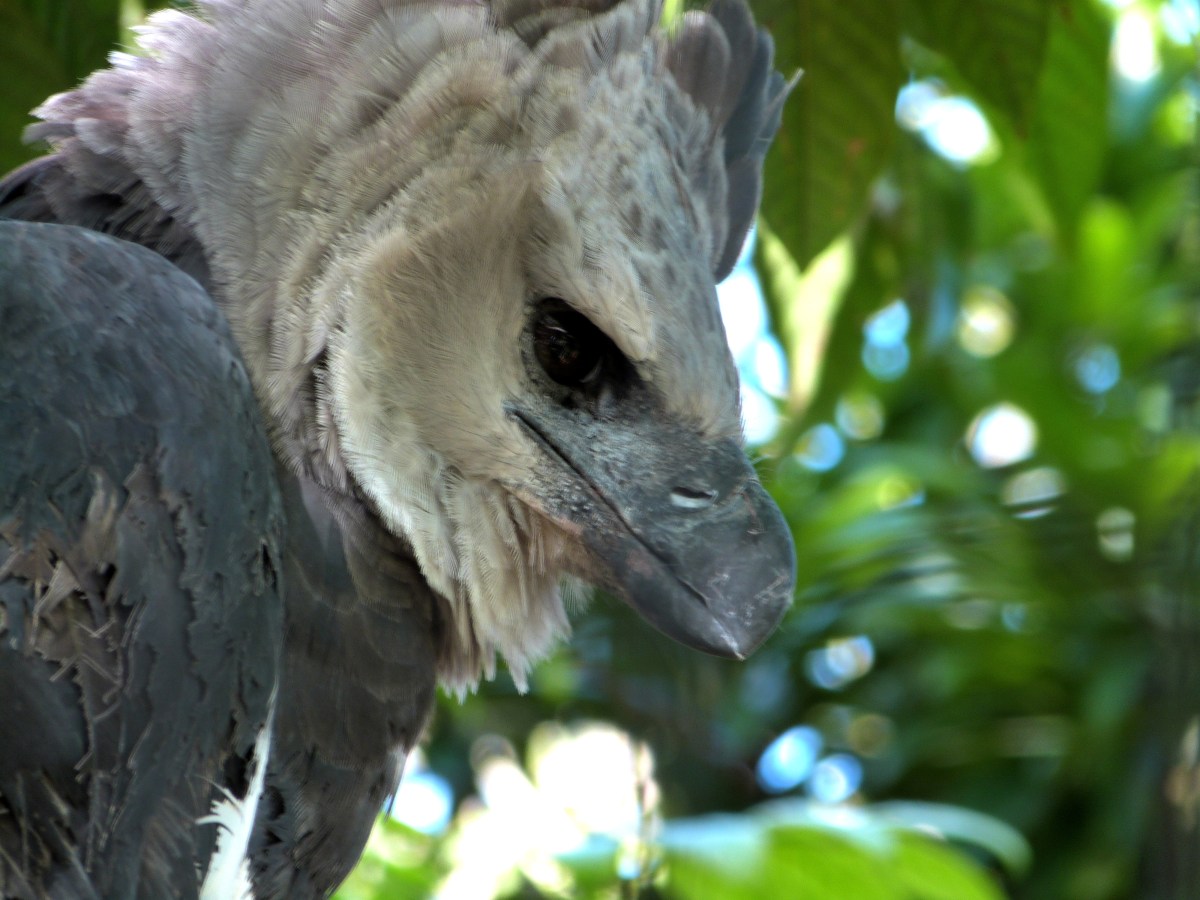 Harpy Eagle (Harpia harpyja) by Lee at Zoo Miami 2014