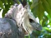 Harpy Eagle (Harpia harpyja) by Lee at Zoo Miami 2014