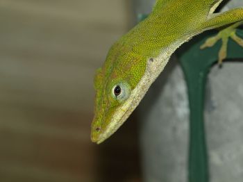 Anole on Fence - Carolina Anole ©WikiC