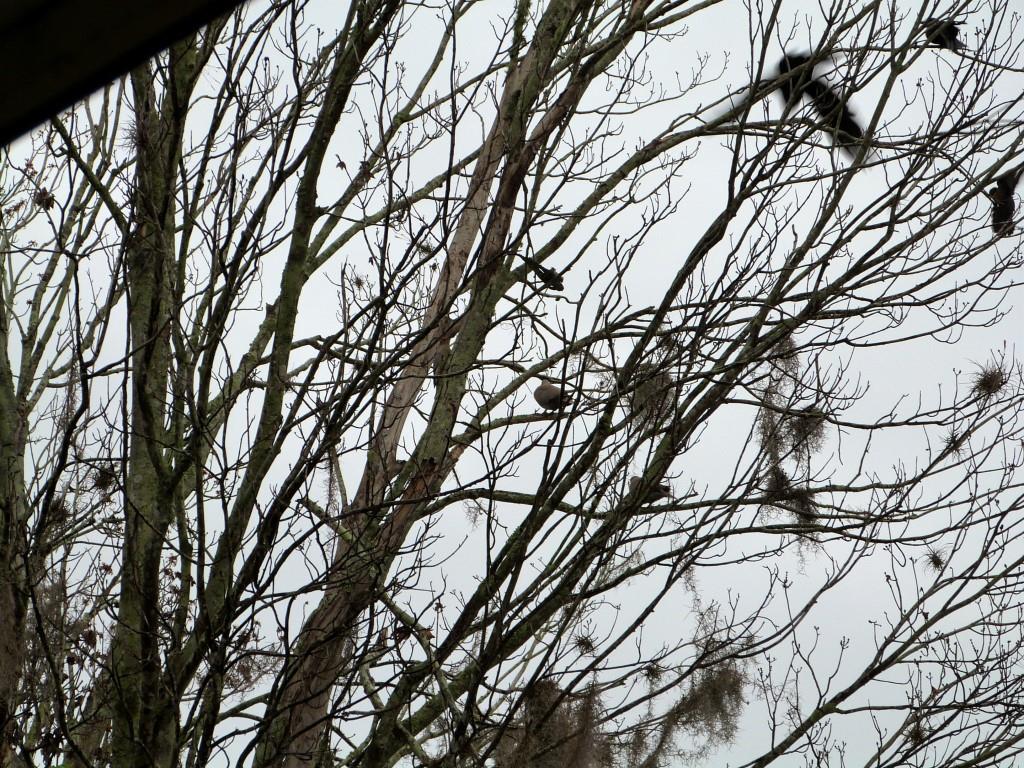Birds of 2014