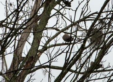Birds of 2014 crop