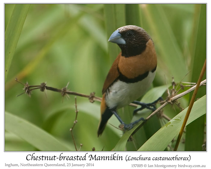 Chestnut-breasted Mannikin (Lonchura castaneothorax) by Ian