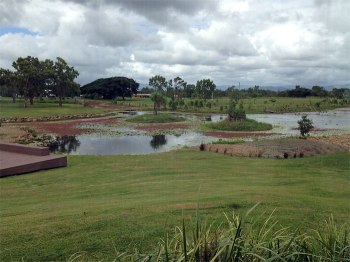 Chestnut-breasted Mannikin at Tyto Wetlands by Ian