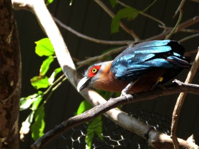 Chestnut-breasted Malkoha (Phaenicophaeus curvirostris) by Lee at PB Zoo