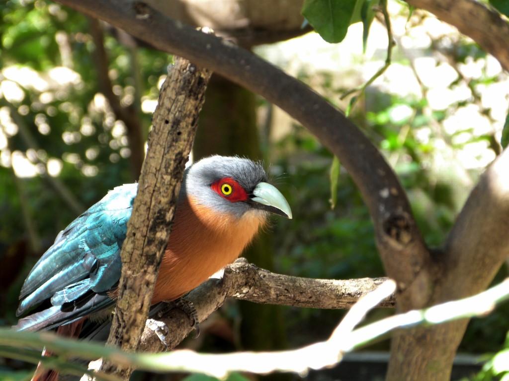 Chestnut-breasted Malkoha (Phaenicophaeus curvirostris) by Lee at PB Zoo