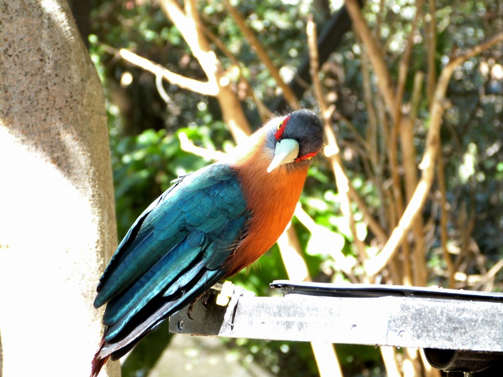 Chestnut-breasted Malkoha (Phaenicophaeus curvirostris) by Lee at PB Zoo