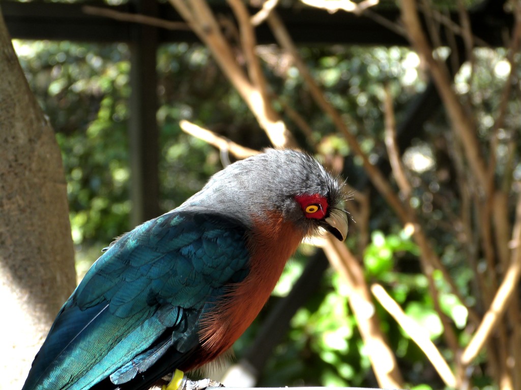 Chestnut-breasted Malkoha (Phaenicophaeus curvirostris) by Lee at PB Zoo