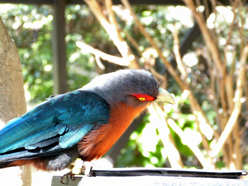 Chestnut-breasted Malkoha (Phaenicophaeus curvirostris) by Lee at PB Zoo