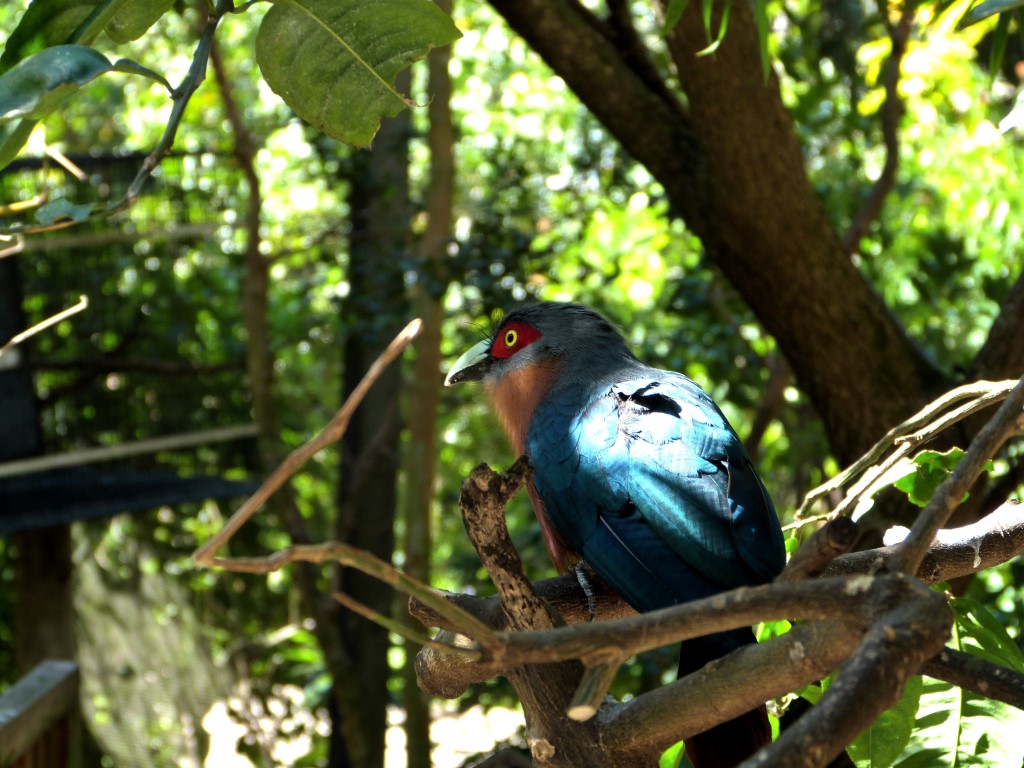 Chestnut-breasted Malkoha (Phaenicophaeus curvirostris) by Lee at PB Zoo