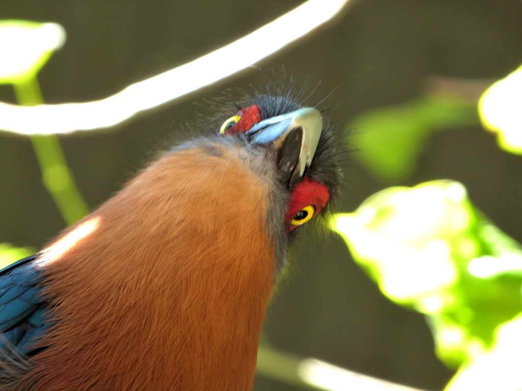 Chestnut-breasted Malkoha (Phaenicophaeus curvirostris) by Lee at PB Zoo