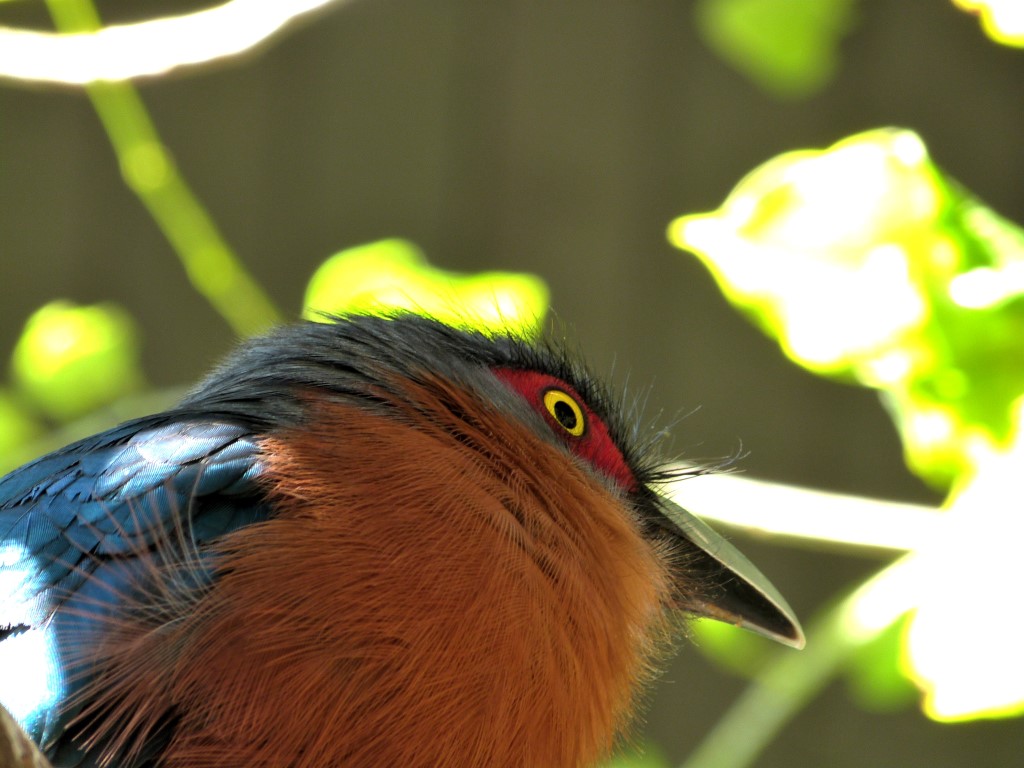 Chestnut-breasted Malkoha (Phaenicophaeus curvirostris) by Lee at PB Zoo