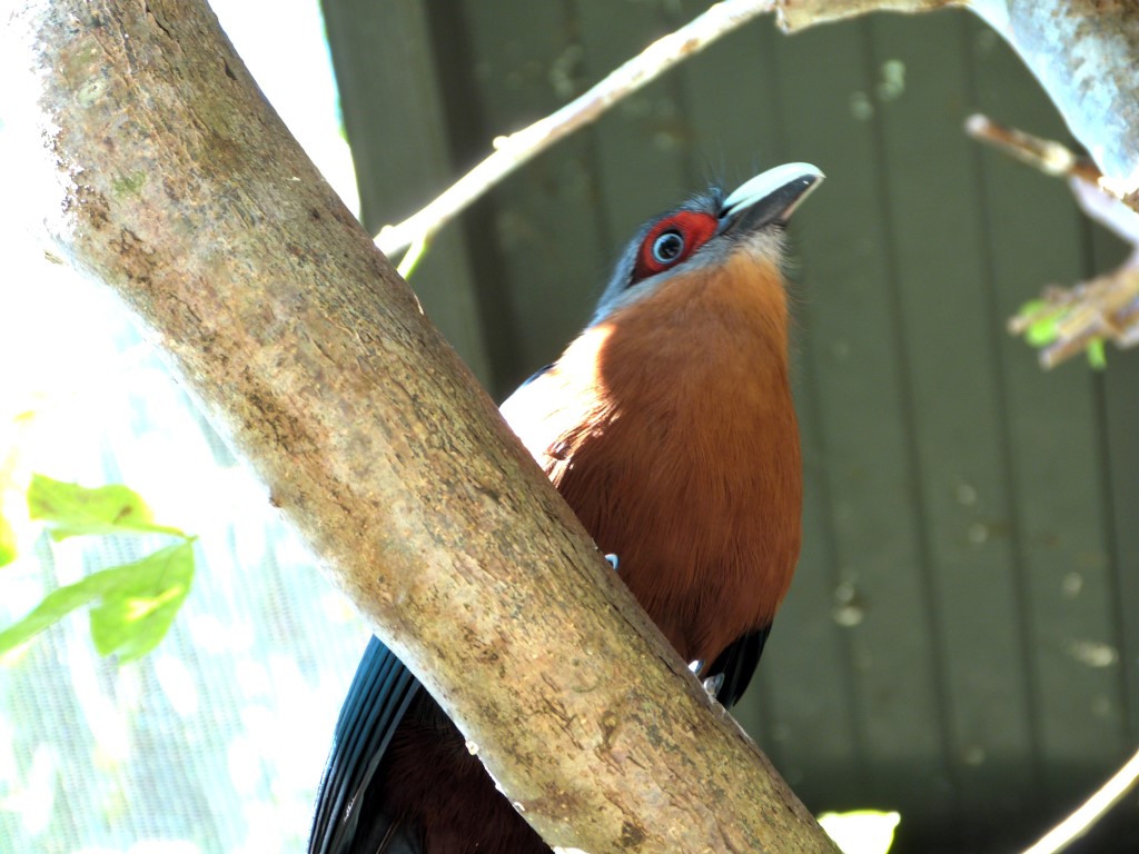 Chestnut-breasted Malkoha (Phaenicophaeus curvirostris) by Lee at PB Zoo