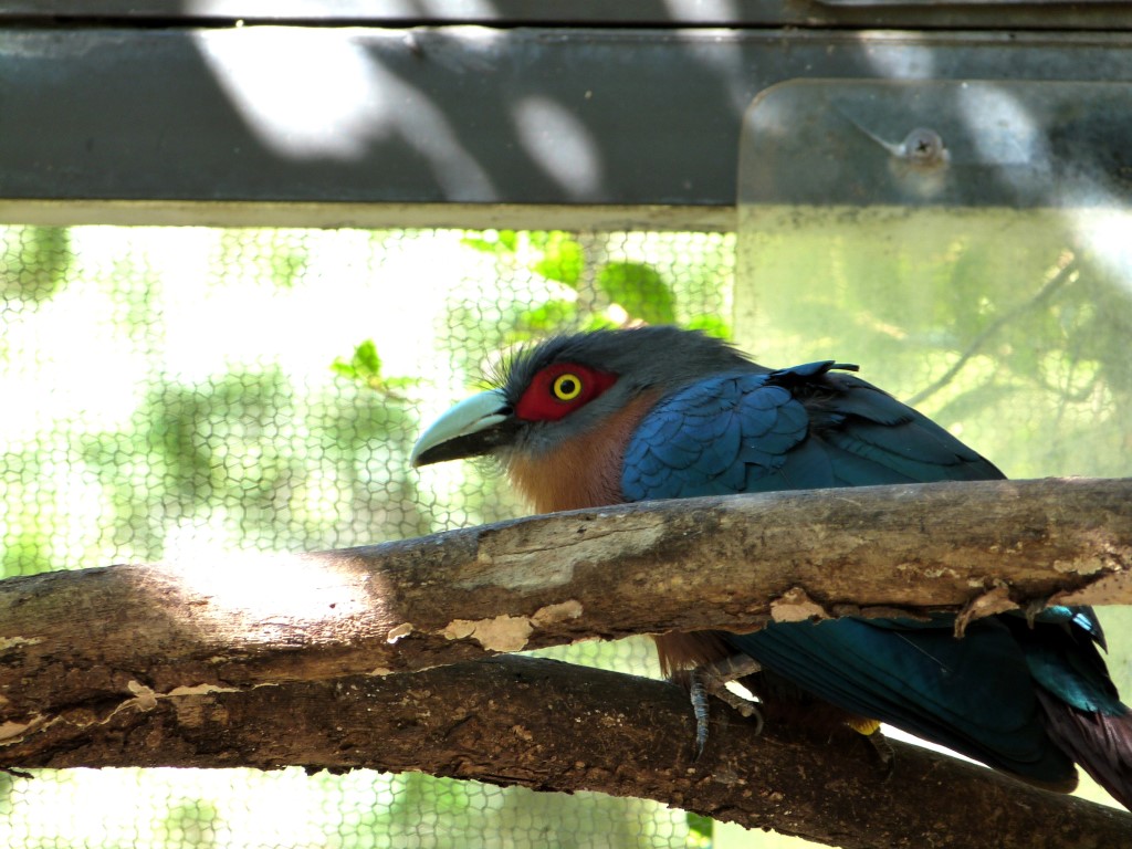 Chestnut-breasted Malkoha (Phaenicophaeus curvirostris) by Lee at PB Zoo